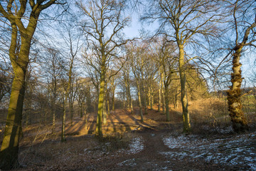 Obraz premium Beech trees in the forest at winter with a little snow on the frozen ground in the shadow