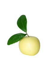 Asian pear on white background.