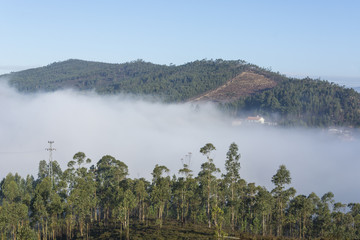 Fototapeta premium Eucalyptus trees, fog and mountains. Blue sky 