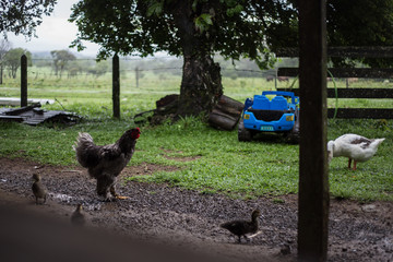 Coq et autres oiseaux qui picorent en plein air