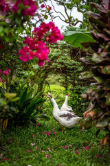 couple d'oies dans un jardin, au milieu des fleurs en train de chercher quelque chose &agrave; manger