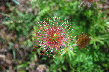 Отцветший подснежник