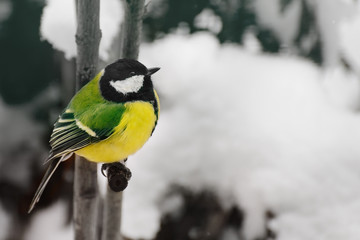 Fototapeta premium Charming little bunting in the winter garden.