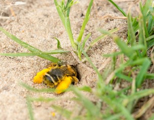 Raufüßige / Braunbrüstige / Dunkelfransige Hosenbiene / Rauhfüßige Bürstenbiene (Dasypoda hirtipes, D. plumipes, D. altercator), Weibchen, gräbt Nisthöhle, Mecklenburg-Vorpommern, Deutschland