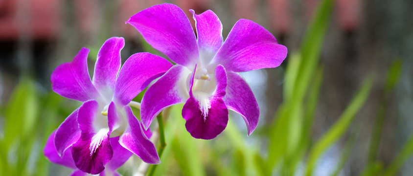 Fototapeta Image of beautiful purple orchid flowers in the garden. Floral background. Wide photo.