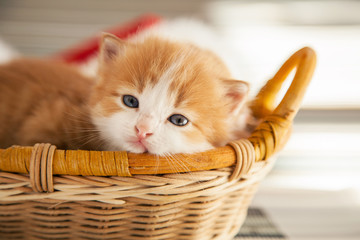 Fototapeta na wymiar ginger small kitten in a basket