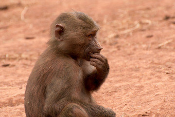 Baby Baboon