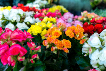 Obraz na płótnie Canvas Image of the colorful begonia flowers in the garden.