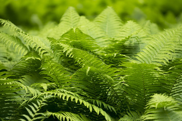 Farn im Wald