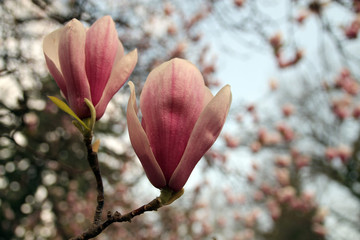 Pink flowers of magnolia