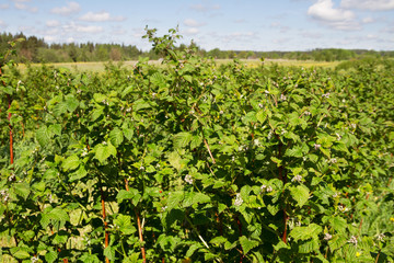 Fototapeta na wymiar Blooming bushes of rasberry.