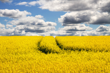 Obraz premium Landscape with rapeseed flowers.