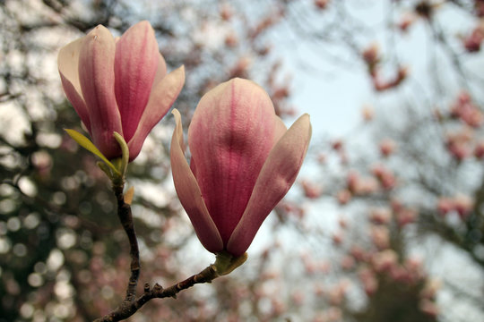 Fototapeta Pink flowers of magnolia