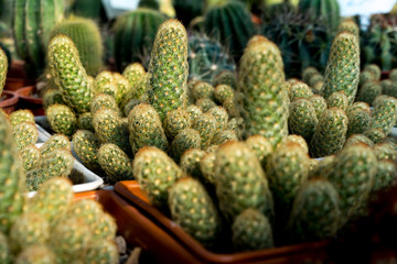 Image of the variety and colorful of the cactus in the botanic garden.