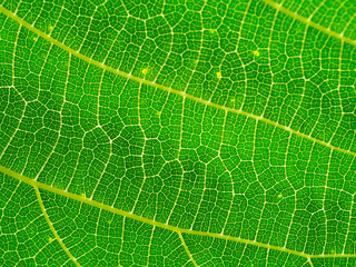 Close up green leaf wallpaper.