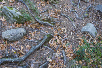 Roots, rocks and vegetation in the ground