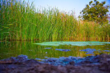 green lake with greenery surrounding 