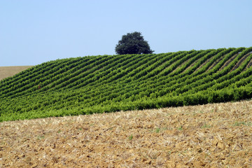 Fototapeta na wymiar France, Midi Pyrenees, Gers 32, near Rejaumont, grape vines and ploughed field semi abstract, simple graphic landscape
