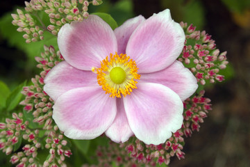 Fototapeta premium Japanese Anemone, pink and orange