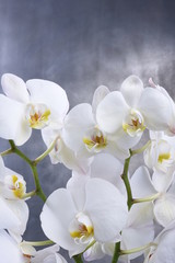 Naklejka na ściany i meble White orchid flower on gray background
