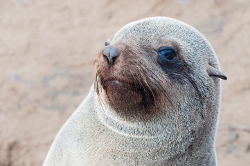 Naklejka premium Closeup portrait of lion seal
