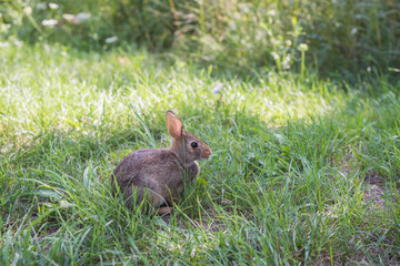 Wild rabbit in green grass