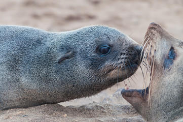 Obraz premium Two lion seals