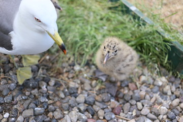 蕪島神社に生まれたウミネコのヒナ