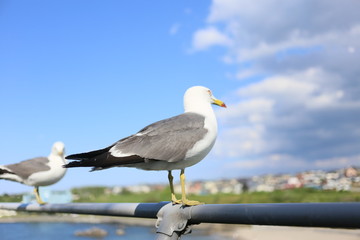 空, フライト, 青, ジェット, フライング, 旋律の美しい, 旅行, 雲, 羽, 白, ウミネコ, 青空, 飛ぶ, ジョナサン, 八戸市, 八戸, 蕪島, 自由, フリー, 滑空, 晴れ, 太陽, 日差し, 観光, 名所, 神社, 蕪嶋神社, 美しい, 天国, 風景, 鳥, 鳥類, 街並み, 港