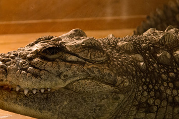 Crocodile in terrarium