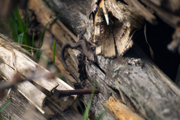 Small lizard