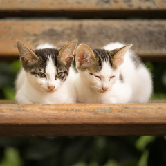 Fototapeta na wymiar Kittens love, brotherhood, sharing