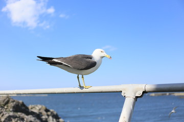 空, フライト, 青, ジェット, フライング, 旋律の美しい, 旅行, 雲, 羽, 白, ウミネコ, 青空, 飛ぶ, ジョナサン, 八戸市, 八戸, 蕪島, 自由, フリー, 滑空, 晴れ, 太陽, 日差し, 観光, 名所, 神社, 蕪嶋神社, 美しい, 天国, 風景, 鳥, 鳥類, 街並み, 港