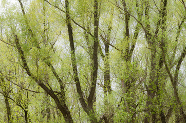 Spring in Toogood Pond Park