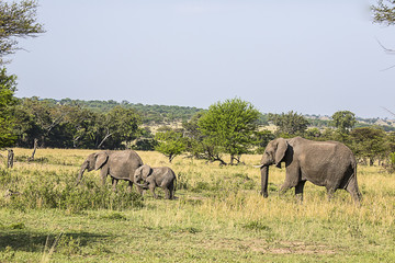 Obraz premium Elephant Family Serengeti Park 9104
