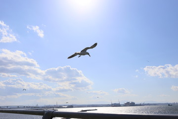空, フライト, 青, ジェット, フライング, 旋律の美しい, 旅行, 雲, 羽, 白, ウミネコ, 青空, 飛ぶ, ジョナサン, 八戸市, 八戸, 蕪島, 自由, フリー, 滑空, 晴れ, 太陽, 日差し, 観光, 名所, 神社, 蕪嶋神社, 美しい, 天国, 風景, 鳥, 鳥類, 街並み, 港