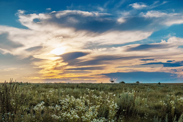 Obraz premium quiet summer evening, sunset in the field, peace and quiet
