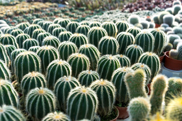 Image of the variety and colorful of the cactus in the botanic garden.