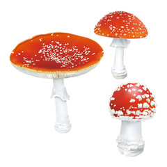 Amanita muscaria. Fly agaric mushroom.
White spotted beautiful red mushrooms. Realistic vector illustration on white background.
- 191773049