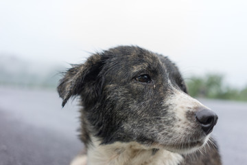 Image of a stray dog with sad eyes, sitting on the road side.