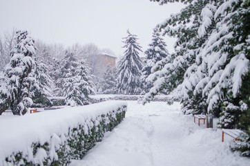 Fototapeta na wymiar Landscape of winter nature with trees