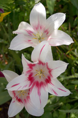 Fototapeta premium Three white and red lily flowers