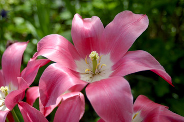 Fototapeta na wymiar Tulip, pink, blown