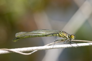 Großes Granatauge (Erythromma najas) direkt nach dem Schlüpfen, Lüneburger Heide, Niedersachsen, Deutschland, Europa