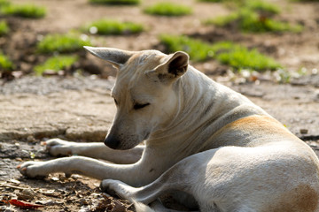 A stray dog enjoying sunbath in morning of a cold day.