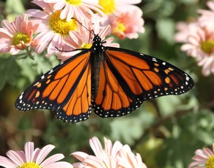 Monarch Series 10