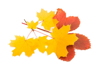 autumn yellow leaves isolated