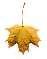 Beautiful bright yellow maple tree leaf isolated on white background. Maple tree leaf close up. Back side of maple tree leaf