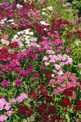 Fototapeta premium Dianthus, Sweet William
