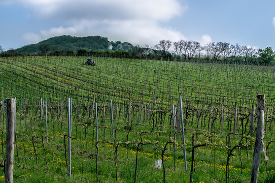 Vineyard in southern Moravia